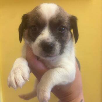 Charlie -  Rat Terrier and Mixed Breed Dog for Adoption in Webster, Texas - Charlie | PetCurious