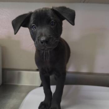 Uncrustable -  Retriever and Mixed Breed Dog for Adoption in San Antonio, Texas - Uncrustable | PetCurious