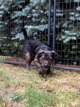 Estelle -  Terrier and Mixed Breed Dog for Adoption in Fall River, Massachusetts - Estelle | PetCurious