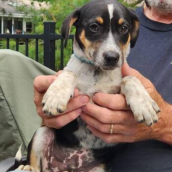 Cattle Dog Dogs Available for Adoption in Normal, Illinois - Jet | PetCurious