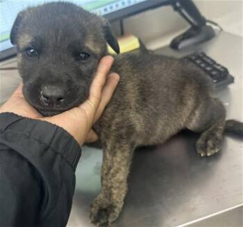 German Shepherd Dog and Mixed Breed Dogs Available for Adoption in San Bernardino, California - GELATO | PetCurious