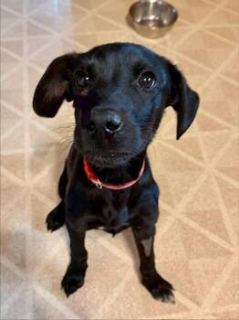 Lucas -  Black Labrador Retriever Dog for Adoption in Riverton, Wyoming - Lucas | PetCurious