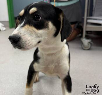 Sammy -  Shepherd and Labrador Retriever Dog for Adoption in Washington, District Of Columbia - Sammy | PetCurious