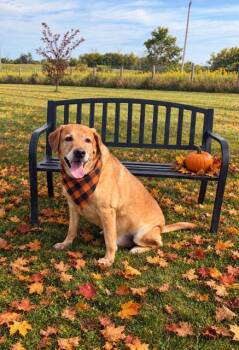 Shyne -  Labrador Retriever Dog for Adoption in Oshawa, Ontario - Shyne | PetCurious