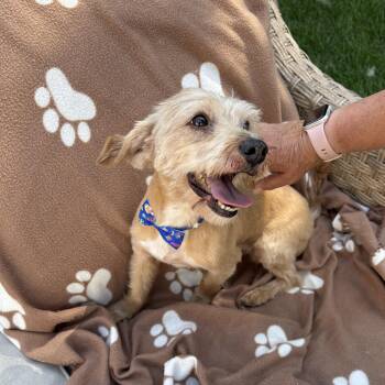 King -  Yorkshire Terrier Dog for Adoption in Ogontz Campus, Pennsylvania - King | PetCurious
