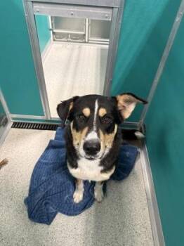 Miles -  Great Pyrenees and Mixed Breed Dog for Adoption in Pequot Lakes, Minnesota - Miles | PetCurious