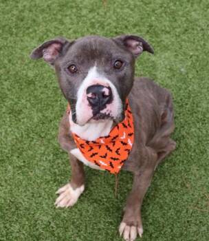 Rescue Mixed Breed Dogs for Adoption in Athens, Georgia - Pookie | PetCurious