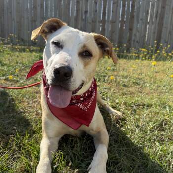 Labrador Retriever Dogs Available for Adoption in Columbia, South Carolina - Buffalo Bill | PetCurious