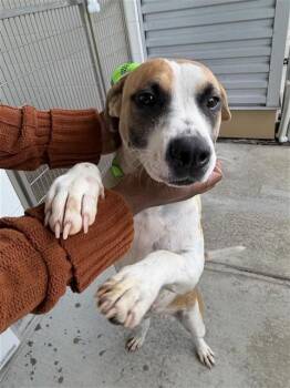 SWEETPEA -  Basset Hound and Beagle Dog for Adoption in Houston, Texas - SWEETPEA | PetCurious