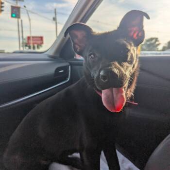Dahlia -  Labrador Retriever and Mixed Breed Dog for Adoption in Evansville, Indiana - Dahlia | PetCurious