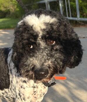 Pecas -  Poodle Dog for Adoption in Garland, Texas - Pecas | PetCurious