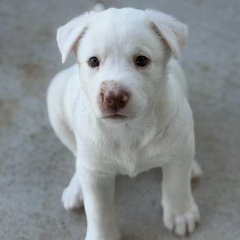 Mavie -  Shepherd Dog for Adoption in Pflugerville, Texas - Mavie | PetCurious