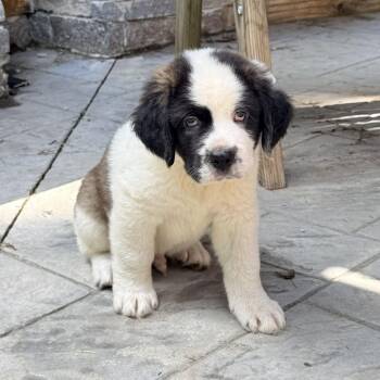 CT Cushaw -  Saint Bernard Dog for Adoption in Stormville, New York - CT Cushaw | PetCurious