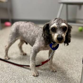 Miniature Poodle Dogs Available for Adoption in Fullerton, Pennsylvania - Cooper | PetCurious