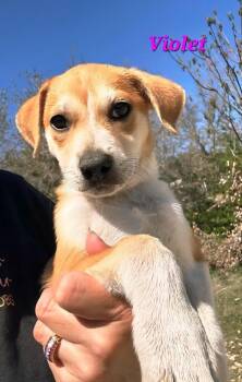 Rhodesian Ridgeback and Labrador Retriever Dogs Available for Adoption in Norfolk, Massachusetts - Violet | PetCurious