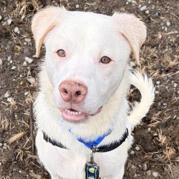 Great Pyrenees and Boxer Dogs Available for Adoption in Woodinville, Washington - Elsa | PetCurious