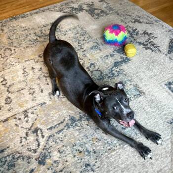 Hattie -  American Staffordshire Terrier and Mixed Breed Dog for Adoption in La Grange, Kentucky - Hattie | PetCurious