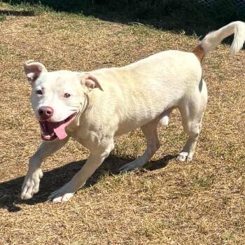 Tasco -  American Bully and Mixed Breed Dog for Adoption in Hackett, Arkansas - Tasco | PetCurious