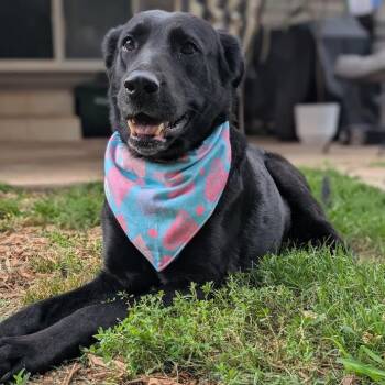 Ember -  Black Labrador Retriever Dog for Adoption in Springfield, Missouri - Ember | PetCurious