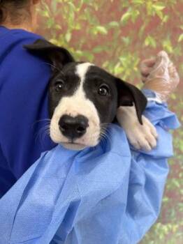 Kibbles -  Retriever and Hound Dog for Adoption in San Antonio, Texas - Kibbles | PetCurious