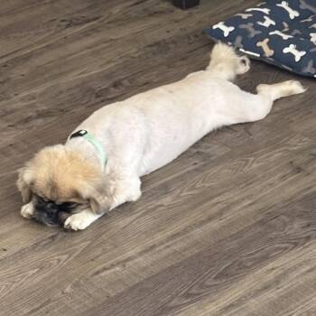 Happy All The Time -  Pekingese and Mixed Breed Dog for Adoption in Fredericksburg, Virginia - Happy All The Time | PetCurious