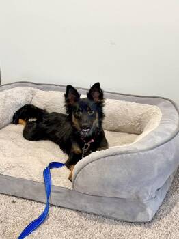 Miniature Pinscher Dogs Available for Adoption - Aggie | PetCurious