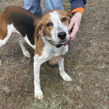 Hound Dogs Available for Adoption in Charles City, Virginia - Maxine | PetCurious
