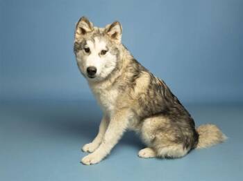 BALTO -  Husky and Mixed Breed Dog for Adoption in Phoenix, Arizona - BALTO | PetCurious