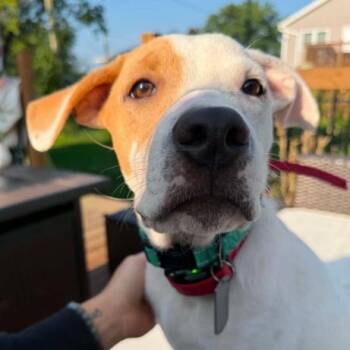 Ollie -  Mixed Breed Dog for Adoption - Ollie | PetCurious