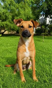 Dobby -  Black Mouth Cur Dog for Adoption in Harlingen, Texas - Dobby | PetCurious