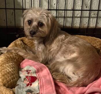 Bailey -  Yorkshire Terrier Dog for Adoption in Mentone, California - Bailey | PetCurious