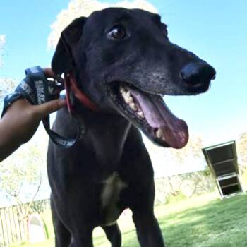 Greyhound Dogs Available for Adoption in Venice, Florida - No Scotty No (Scotty) | PetCurious