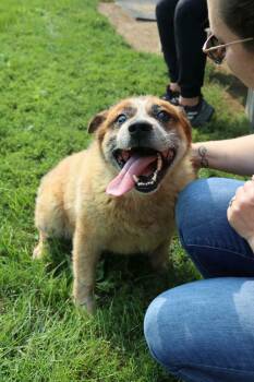 Darrow -  Australian Cattle Dog Blue Heeler and Corgi Dog for Adoption in Austin, Minnesota - Darrow | PetCurious