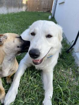 Great Pyrenees Dogs Available for Adoption in Gainesville, Virginia - Lumi | PetCurious