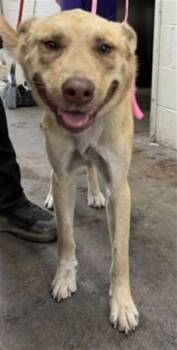 BEAR -  German Shepherd Dog and Mixed Breed Dog for Adoption in San Bernardino, California - BEAR | PetCurious