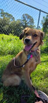 Nutmeg -  Golden Retriever Dog for Adoption in Sebring, Florida - Nutmeg | PetCurious