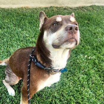 Miles - City Of Industry Location -  Husky and Mixed Breed Dog for Adoption in Chino Hills, California - Miles - City Of Industry Location | PetCurious