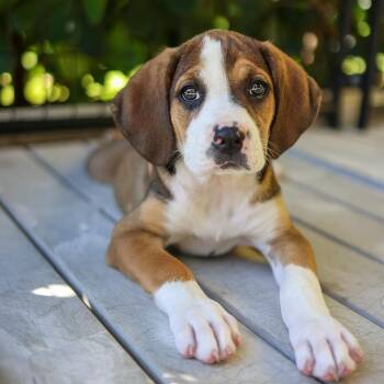 Piper -  Hound and Mixed Breed Dog for Adoption in Bradenton, Florida - Piper | PetCurious