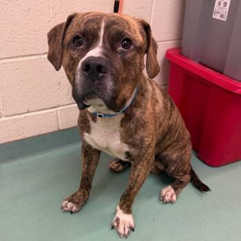 Buckle -  Mixed Breed Dog for Adoption in Memphis, Tennessee - Buckle | PetCurious