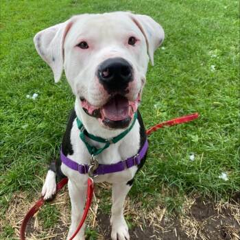 Big Mac -  Mixed Breed Dog for Adoption in Oshkosh, Wisconsin - Big Mac | PetCurious