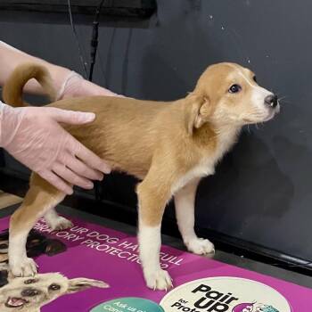 Australian Shepherd Dogs Available for Adoption - Isla | PetCurious