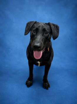 JAYDEN -  Labrador Retriever and Pit Bull Terrier Dog for Adoption in Westminster, Maryland - JAYDEN | PetCurious