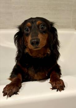 Clementine -  Dachshund Dog for Adoption in Orland Park, Illinois - Clementine | PetCurious