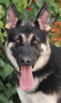 Mason von Monheim -  German Shepherd Dog Dog for Adoption in Los Angeles, California - Mason Von Monheim | PetCurious