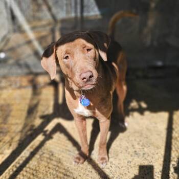 Chocolate Labrador Retriever Dogs Available for Adoption - Mona | PetCurious