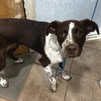 Coffee Bean -  Mixed Breed Dog for Adoption in Chattanooga, Tennessee - Coffee Bean | PetCurious