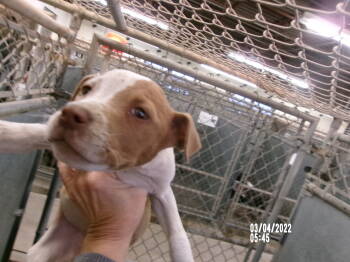 Rescue American Staffordshire Terrier Dogs for Adoption in Clovis, New Mexico - 86005 | PetCurious