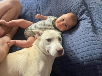 Rescue Shepherd Dogs for Adoption in Santa Monica, California - Tala | PetCurious