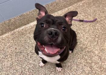 SPOON -  Pit Bull Terrier and Mixed Breed Dog for Adoption in Colorado Springs, Colorado - SPOON | PetCurious