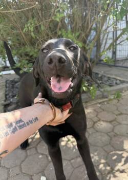 Labrador Retriever and Shepherd Dogs Available for Adoption - Ember | PetCurious